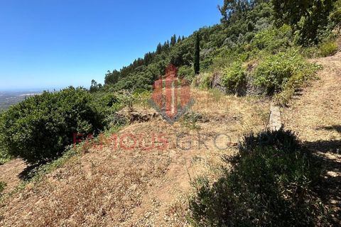 Villa i Monchique, Faro, Monchique - € 260.000 | Ref: 418/2024 - foto 12