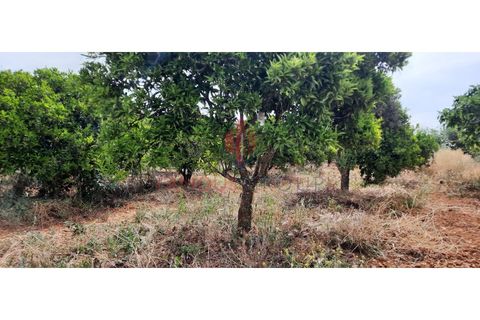 Farm i Estombar, Faro, Estombar - € 575.000 | Ref: 030/2022 - foto 18