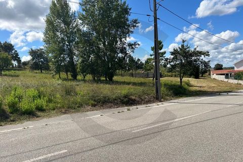 Terra a Alburitel, Santarem, Alburitel - € 45.000 | Ref: C0269-01815 - foto 2
