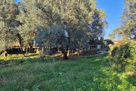 Helårsgrund i Ponte de Lima, Viana do Castelo, Ponte de Lima - € 58.500 | Ref: MDS4100 - foto 2