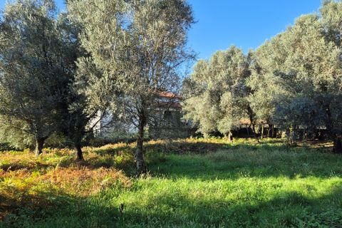 Helårsgrund i Ponte de Lima, Viana do Castelo, Ponte de Lima - € 58.500 | Ref: MDS4100 - foto 5