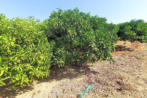 Masia a Sotogrande, Cadiz, Sotogrande - € 600.000 | Ref: RZZ002F3 - foto 16
