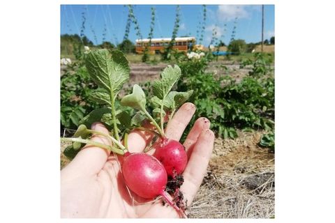 Farm i Sintra, Lisbon, Sintra - € 320.000 | Ref: MAS_2202 - foto 3