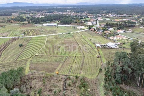 Terra a Ourenta, Coimbra, Ourenta - € 68.000 | Ref: ZMPT574574 - foto 4