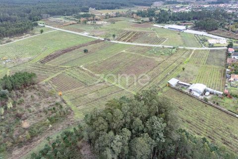 Terra a Ourenta, Coimbra, Ourenta - € 68.000 | Ref: ZMPT574574 - foto 5