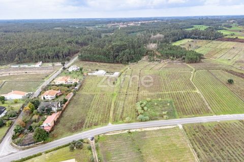 Terra a Ourenta, Coimbra, Ourenta - € 68.000 | Ref: ZMPT574574 - foto 11