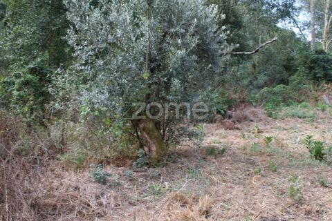 Helårsgrund i Viseu, Viseu, Viseu - € 26.500 | Ref: ZMPT572869 - foto 18