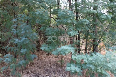 Helårsgrund i Viseu, Viseu, Viseu - € 26.500 | Ref: ZMPT572869 - foto 19