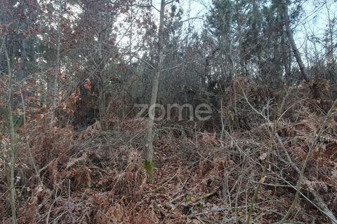Grond in Calde, Viseu, Calde - € 32.000 | Ref: ZMPT566727 - foto 10