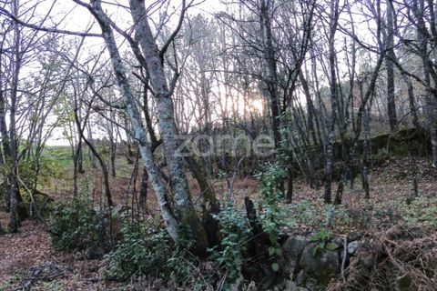 Helårsgrund i Calde, Viseu, Calde - € 20.000 | Ref: ZMPT566217 - foto 10