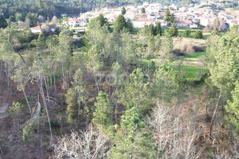 Helårsgrund i Calde, Viseu, Calde - € 20.000 | Ref: ZMPT566217 - foto 16
