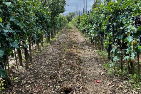 Grond in Prato, Prato, Prato - € 58.000 | Ref: DC48 - TERRENO - foto 3