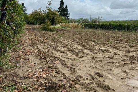 Grond in Prato, Prato, Prato - € 58.000 | Ref: DC48 - TERRENO - foto 7