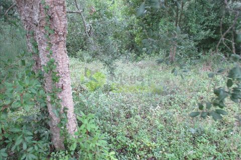 Helårsgrund i Leiria, Leiria, Leiria - € 53.500 | Ref: 1873 - foto 4