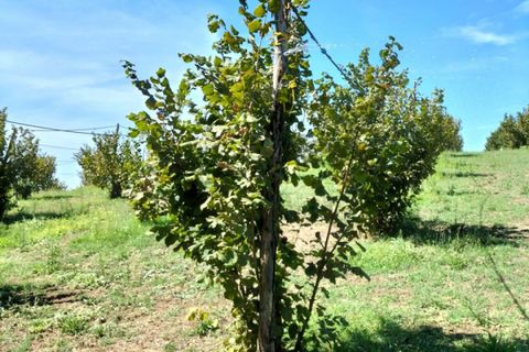 Terra a Nepi, Viterbo, Nepi - € 160.000 | Ref: NEPI - foto 2