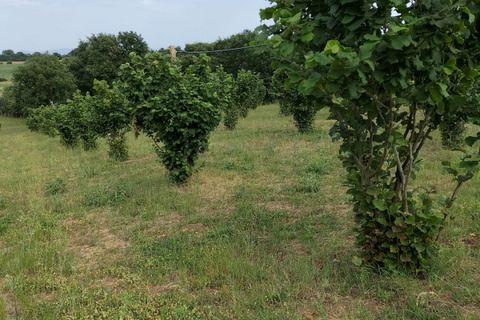 Terra a Nepi, Viterbo, Nepi - € 160.000 | Ref: NEPI - foto 3