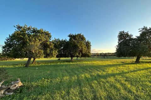 Helårsgrund i Selva, Mallorca, Selva - € 590.000 | Ref: SEL0657 - foto 7