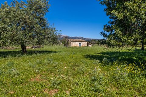 Helårsgrund i Selva, Mallorca, Selva - € 590.000 | Ref: SEL0657 - foto 3