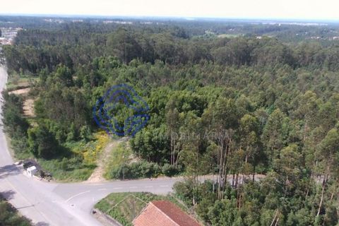 Helårsgrund i Ovar, Aveiro, Ovar - € 400.000 | Ref: 184601 - foto 5