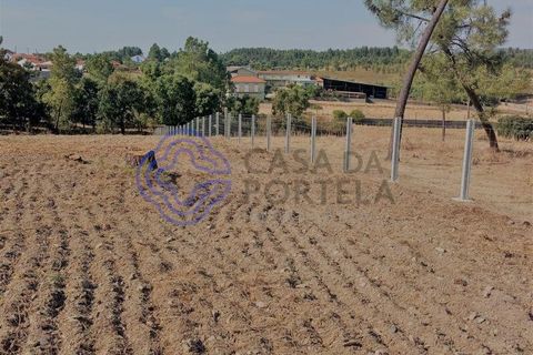 Helårsgrund i Tomar, Santarem, Tomar - € 125.000 | Ref: 196571 - foto 4