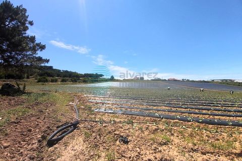 Helårsgrund i A dos Cunhados e Maceira, Lisbon, A dos Cunhados e Maceira - € 375.000 | Ref: 3190-TUPG - foto 3