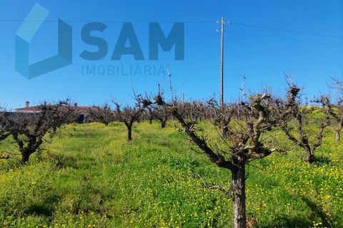 Helårsgrund i Carvalhal, Leiria, Carvalhal - € 135.000 | Ref: LH/CS002-25 - foto 2
