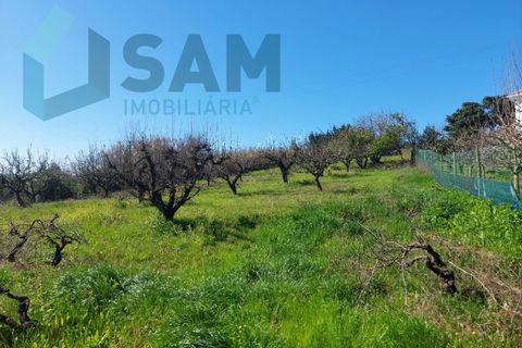 Helårsgrund i Carvalhal, Leiria, Carvalhal - € 135.000 | Ref: LH/CS002-25 - foto 9
