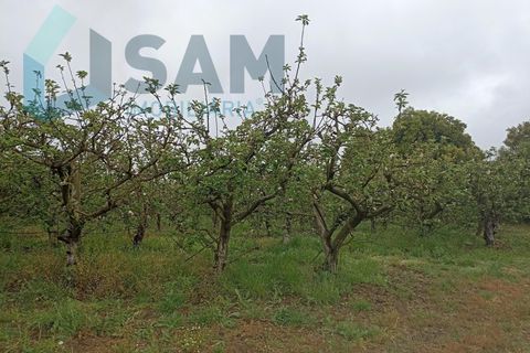 Helårsgrund i Alenquer, Lisbon, Alenquer - € 110.000 | Ref: TV/SM009-24 - foto 4