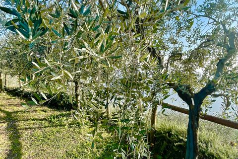 Villa a Pietrasanta, Lucca, Pietrasanta - € 195.000 | Ref: 1171 - foto 11