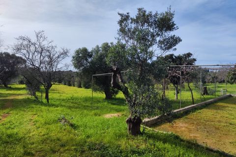 Terra a Salve, Lecce, Salve - € 80.000 | Ref: SALVEA-95 TER - foto 5
