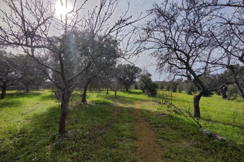 Terra a Salve, Lecce, Salve - € 80.000 | Ref: SALVEA-95 TER - foto 10
