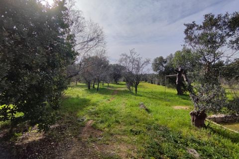 Terra a Salve, Lecce, Salve - € 80.000 | Ref: SALVEA-95 TER - foto 11