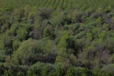 Helårsgrund i Cerea, Verona, Cerea - € 54.750 | Ref: GB28072026 - foto 2