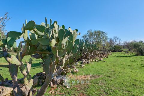 Terra a Matino, Lecce, Matino - € 70.000 | Ref: MATIL-STALLONE-70 - foto 4