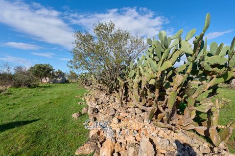 Terra a Matino, Lecce, Matino - € 70.000 | Ref: MATIL-STALLONE-70 - foto 5
