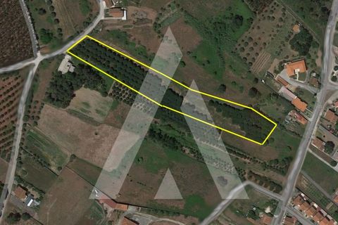 Helårsgrund i Batalha, Leiria, Batalha - € 173.000 | Ref: 1300115/23NL - foto 1