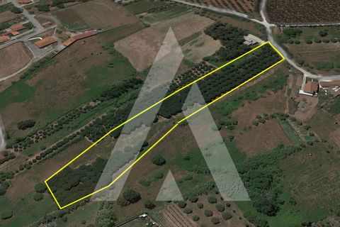 Helårsgrund i Batalha, Leiria, Batalha - € 173.000 | Ref: 1300115/23NL - foto 2
