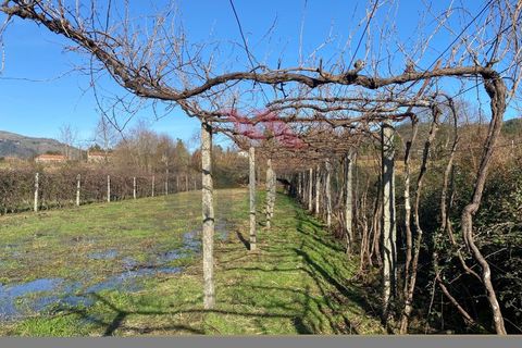 Helårsgrund i Amares, Braga, Amares - € 15.000 | Ref: AVV-2387-BS-0125 - foto 12