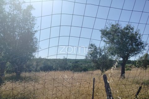Terra a Alter do Chao, Portalegre, Alter do Chao - € 14.900 | Ref: ZMPT569958 - foto 10