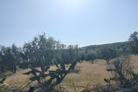 Terra a Alter do Chao, Portalegre, Alter do Chao - € 14.900 | Ref: ZMPT569958 - foto 11