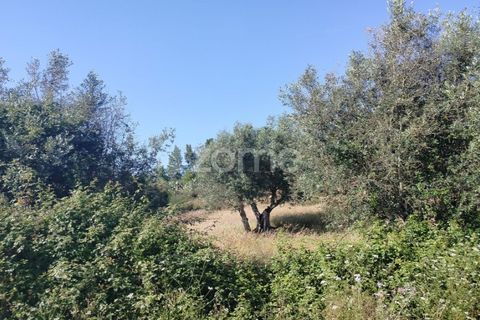 Terra a Alter do Chao, Portalegre, Alter do Chao - € 14.900 | Ref: ZMPT569958 - foto 13