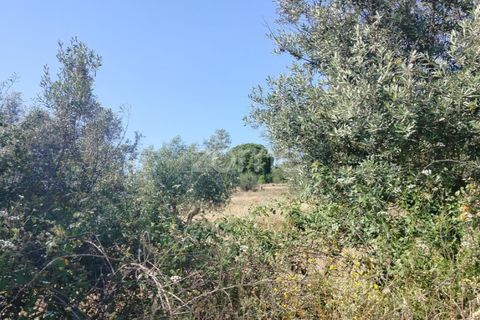 Terra a Alter do Chao, Portalegre, Alter do Chao - € 14.900 | Ref: ZMPT569958 - foto 14
