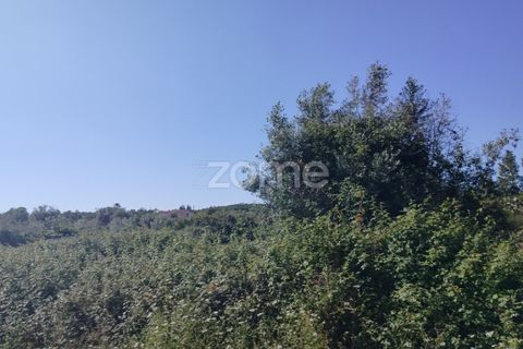 Terra a Alter do Chao, Portalegre, Alter do Chao - € 14.900 | Ref: ZMPT569958 - foto 16