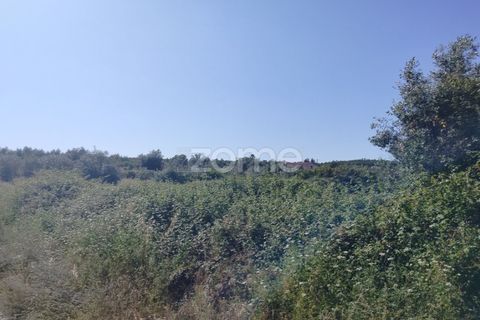 Terra a Alter do Chao, Portalegre, Alter do Chao - € 14.900 | Ref: ZMPT569958 - foto 17