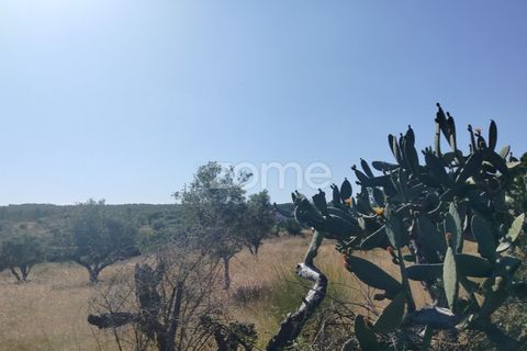 Terra a Alter do Chao, Portalegre, Alter do Chao - € 14.900 | Ref: ZMPT569958 - foto 18