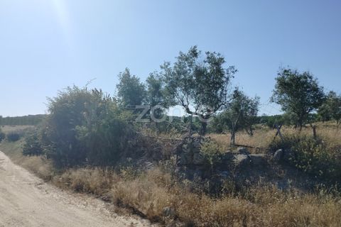Terra a Alter do Chao, Portalegre, Alter do Chao - € 14.900 | Ref: ZMPT569958 - foto 20