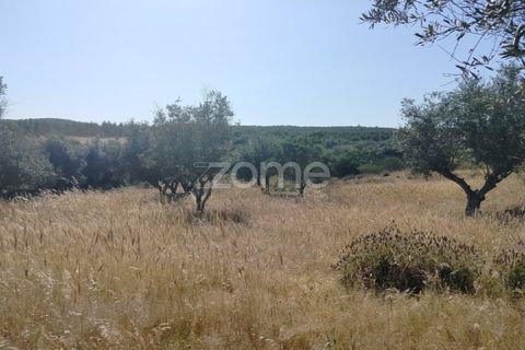 Terra a Alter do Chao, Portalegre, Alter do Chao - € 14.900 | Ref: ZMPT569958 - foto 4
