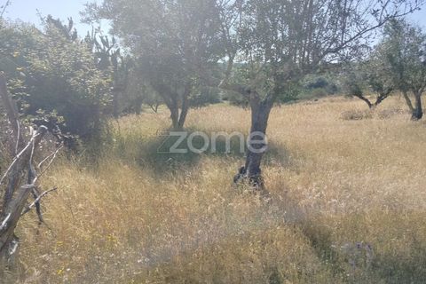 Terra a Alter do Chao, Portalegre, Alter do Chao - € 14.900 | Ref: ZMPT569958 - foto 5