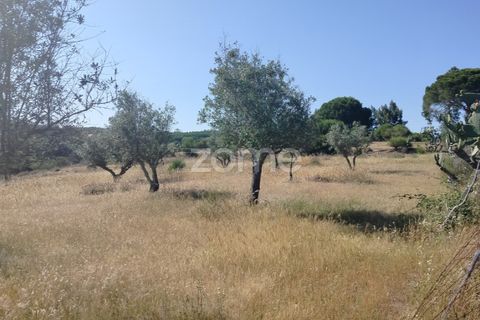 Terra a Alter do Chao, Portalegre, Alter do Chao - € 14.900 | Ref: ZMPT569958 - foto 6