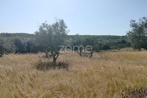 Terra a Alter do Chao, Portalegre, Alter do Chao - € 14.900 | Ref: ZMPT569958 - foto 7